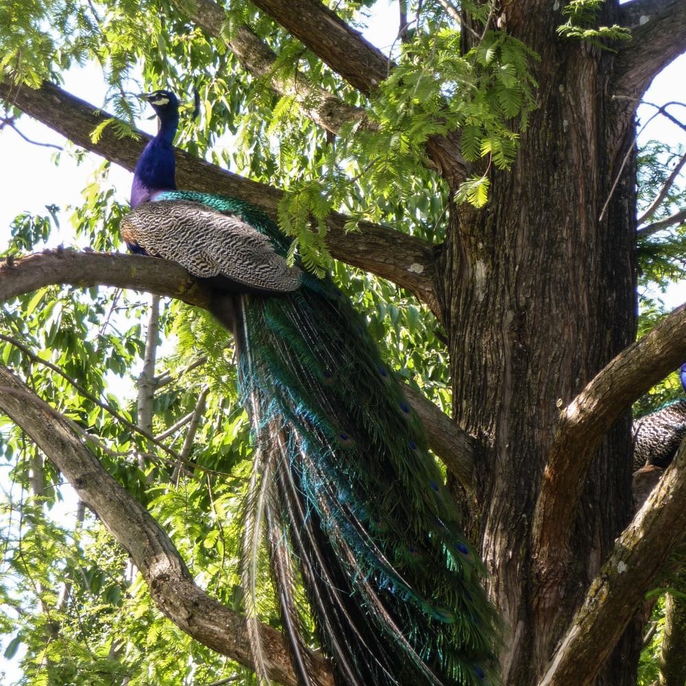 Pfau, der auf einem Baum sitzt 